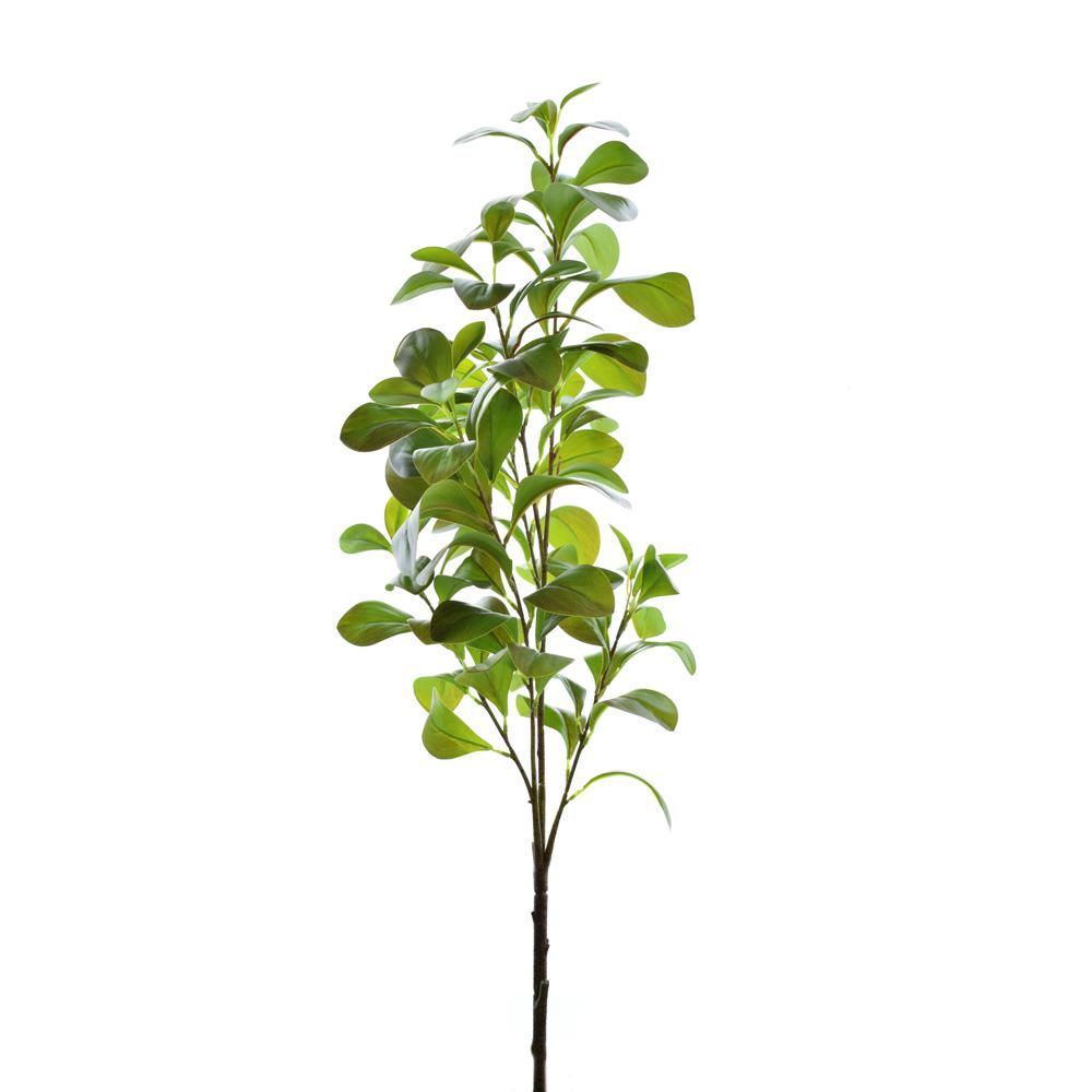 PEPERONIA TETRAPHYLLA RAMO 3X CM.125 VERDE/ROSSO