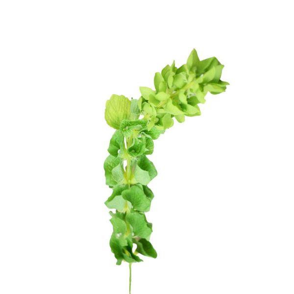 MOLUCELLA CM.75 VERDE MOLUCELLA CM.75 VERDE