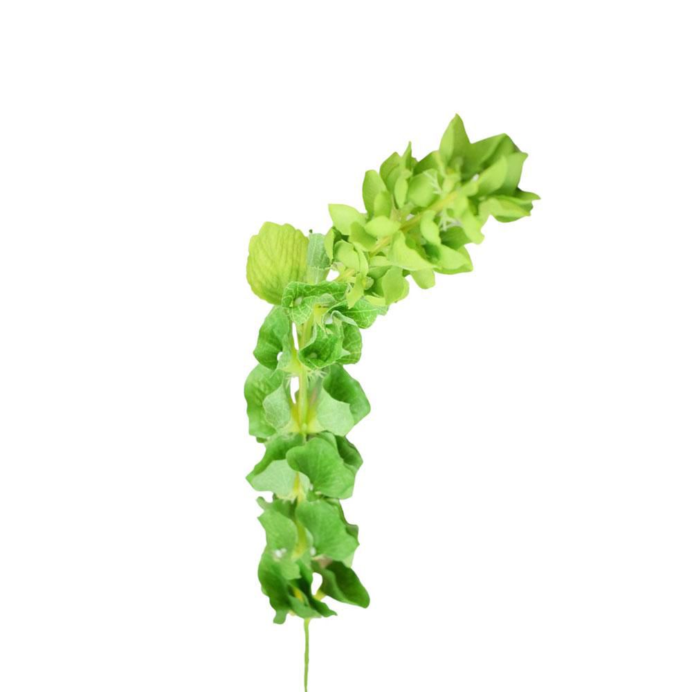 MOLUCELLA CM.75 VERDE MOLUCELLA CM.75 VERDE