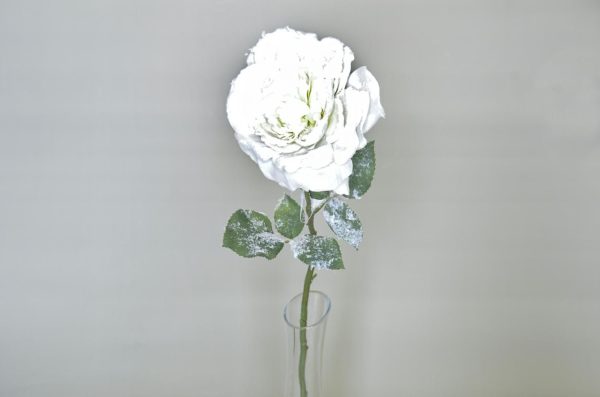 ROSA SOFIA INNEVATA BIANCO A. ROSA SOFIA INNEVATA BIANCO A.