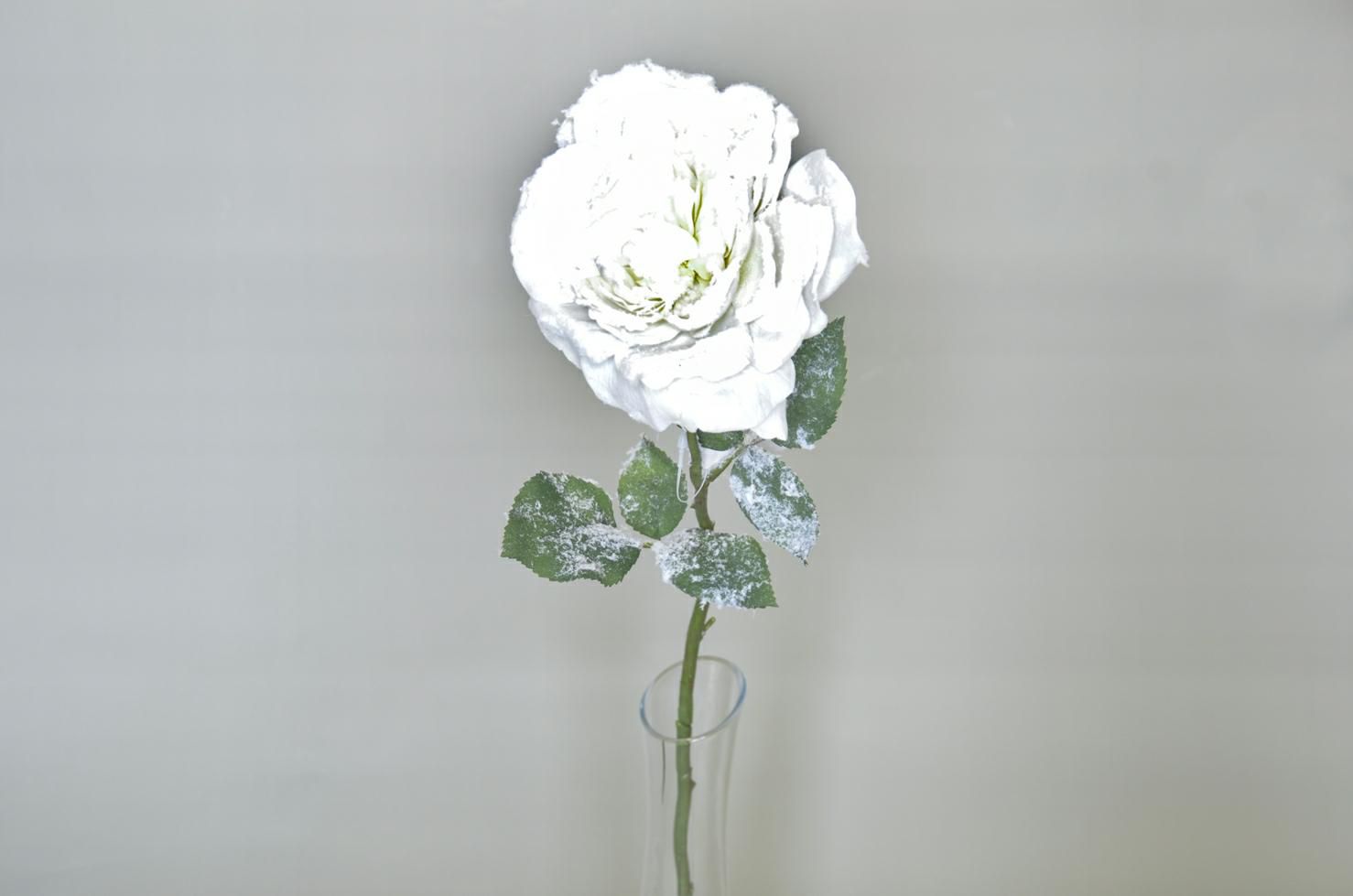 ROSA SOFIA INNEVATA BIANCO A. ROSA SOFIA INNEVATA BIANCO A.