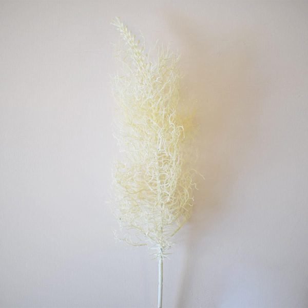 CODA DI VOLPE BIANCO