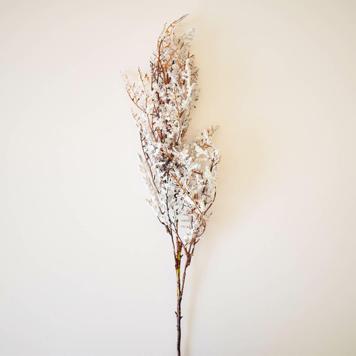 ASPARAGUS CM.75 BIANCO ASPARAGUS CM.75 BIANCO