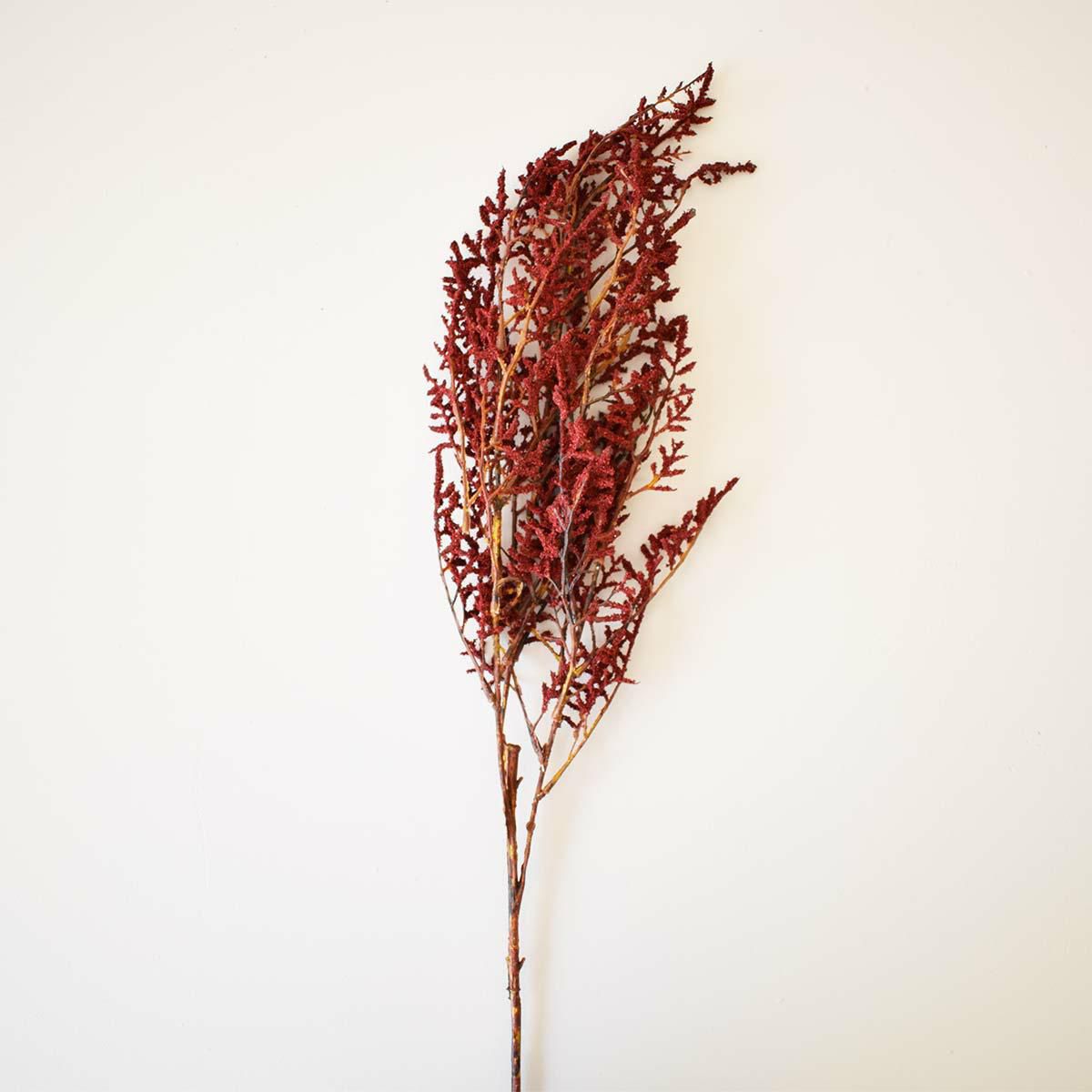 ASPARAGUS CM.75 BURGUNDY ASPARAGUS CM.75 BURGUNDY