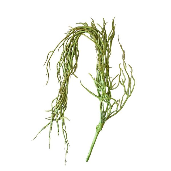 PHALAENOPSIS RADICI CM 40 VERDE PHALAENOPSIS RADICI CM 40 VERDE