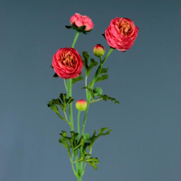 RANUNCOLO 3F CM.65 CORALLO RANUNCOLO 3F CM.65 CORALLO