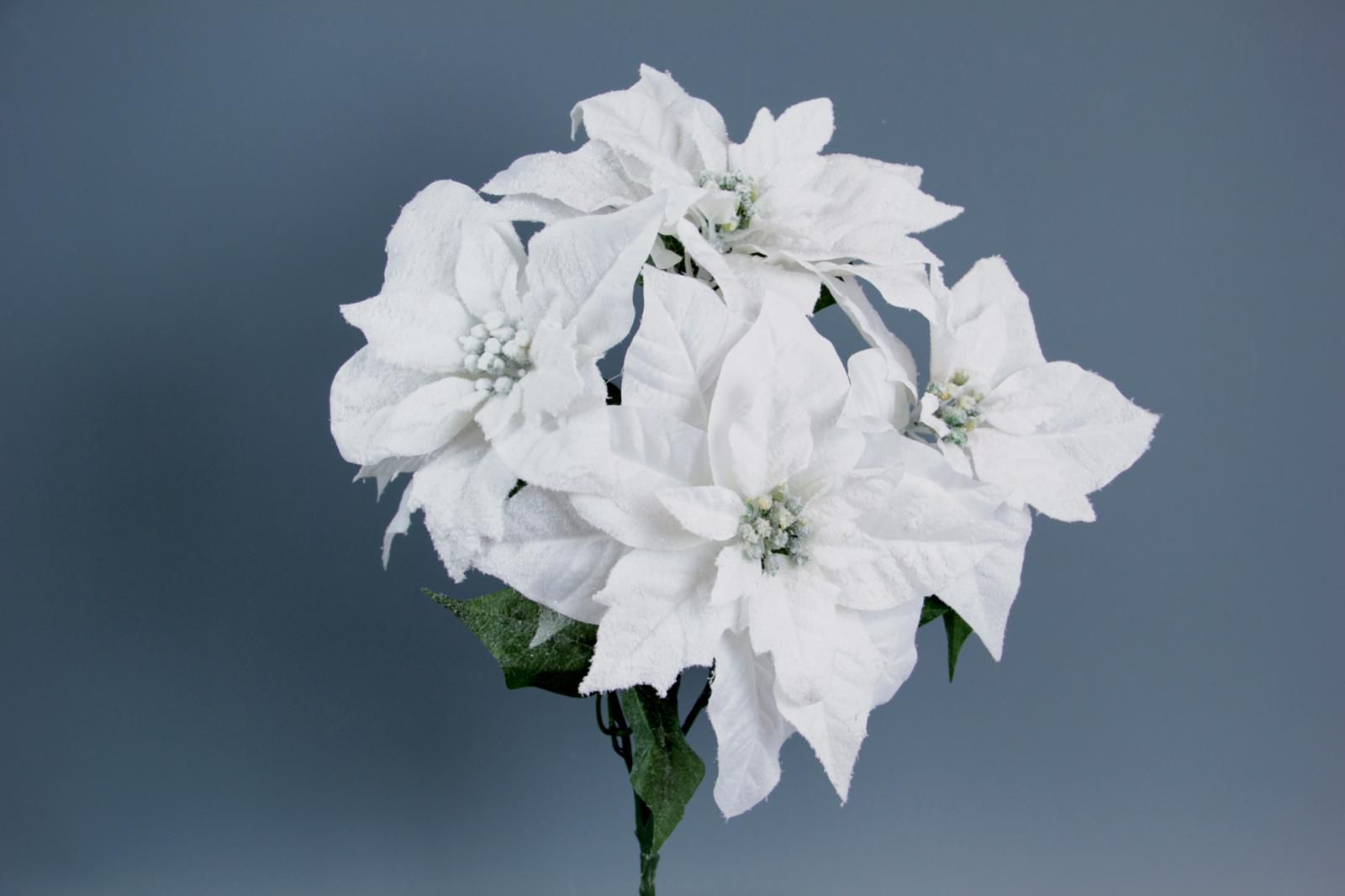 STELLA DI NATALE POINSETTIA BUSH INNEVATA 5F BIANCO