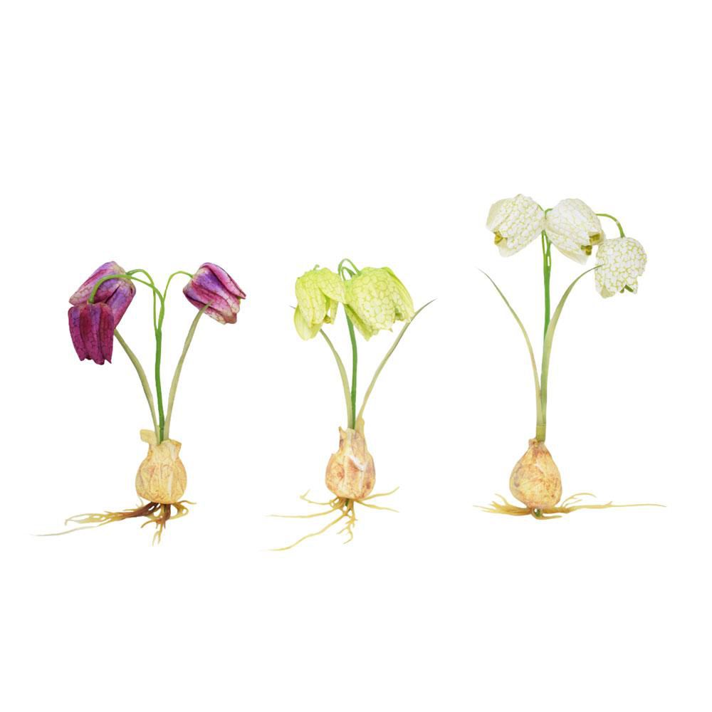 BULBO SNAKE MOUTH CM.20ASS. BULBO SNAKE MOUTH CM.20ASS.