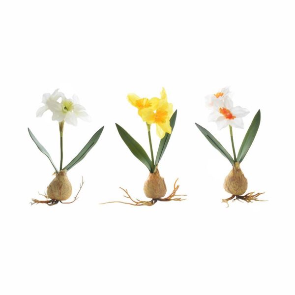 BULBO GIACINTO CM.20 ASS. BULBO GIACINTO CM.20 ASS.