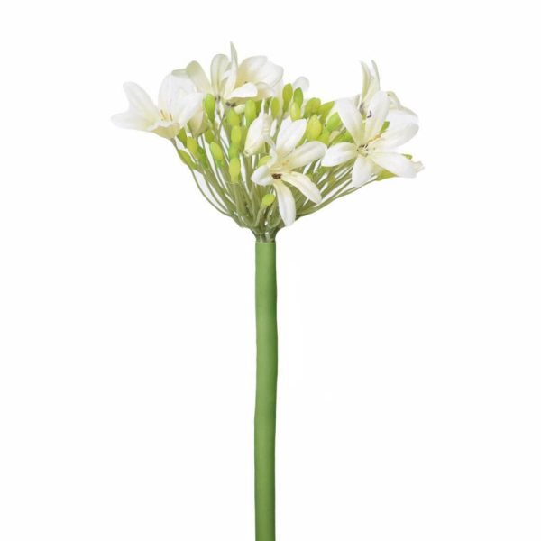 AGAPANTHUS CM.90 CREMA AGAPANTHUS CM.90 CREMA