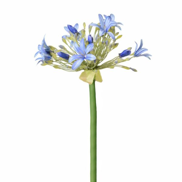 AGAPANTHUS CM.90 BLU AGAPANTHUS CM.90 BLU