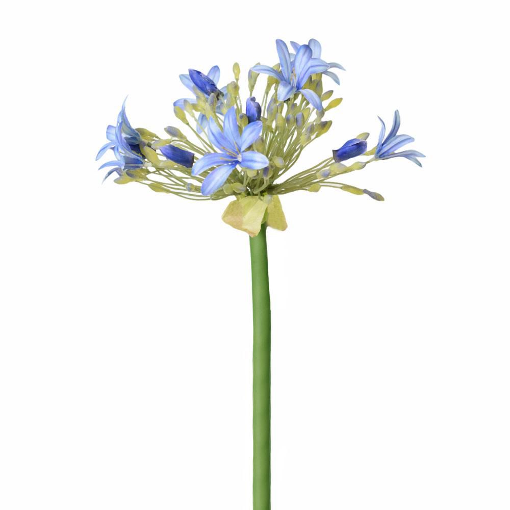 AGAPANTHUS CM.90 BLU