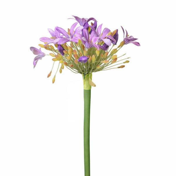 AGAPANTHUS CM.90 LAVANDA