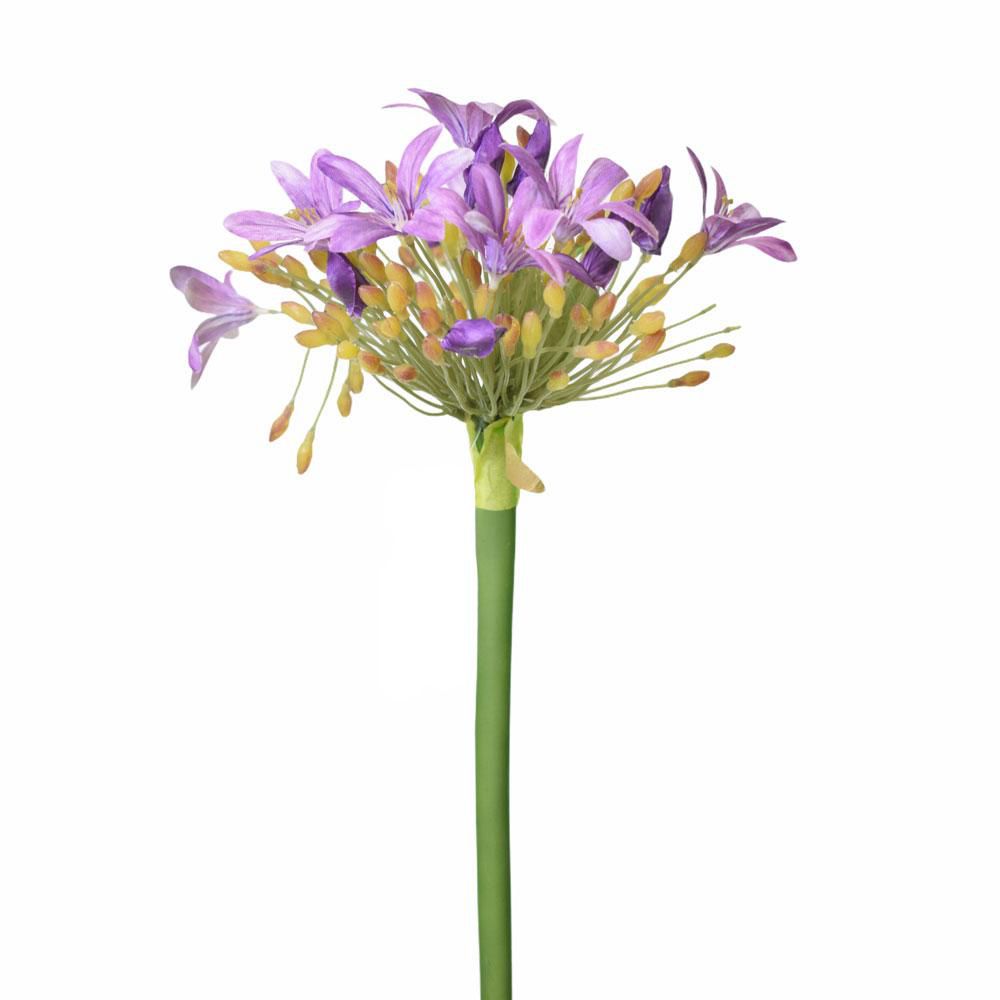 AGAPANTHUS CM.90 LAVANDA AGAPANTHUS CM.90 LAVANDA