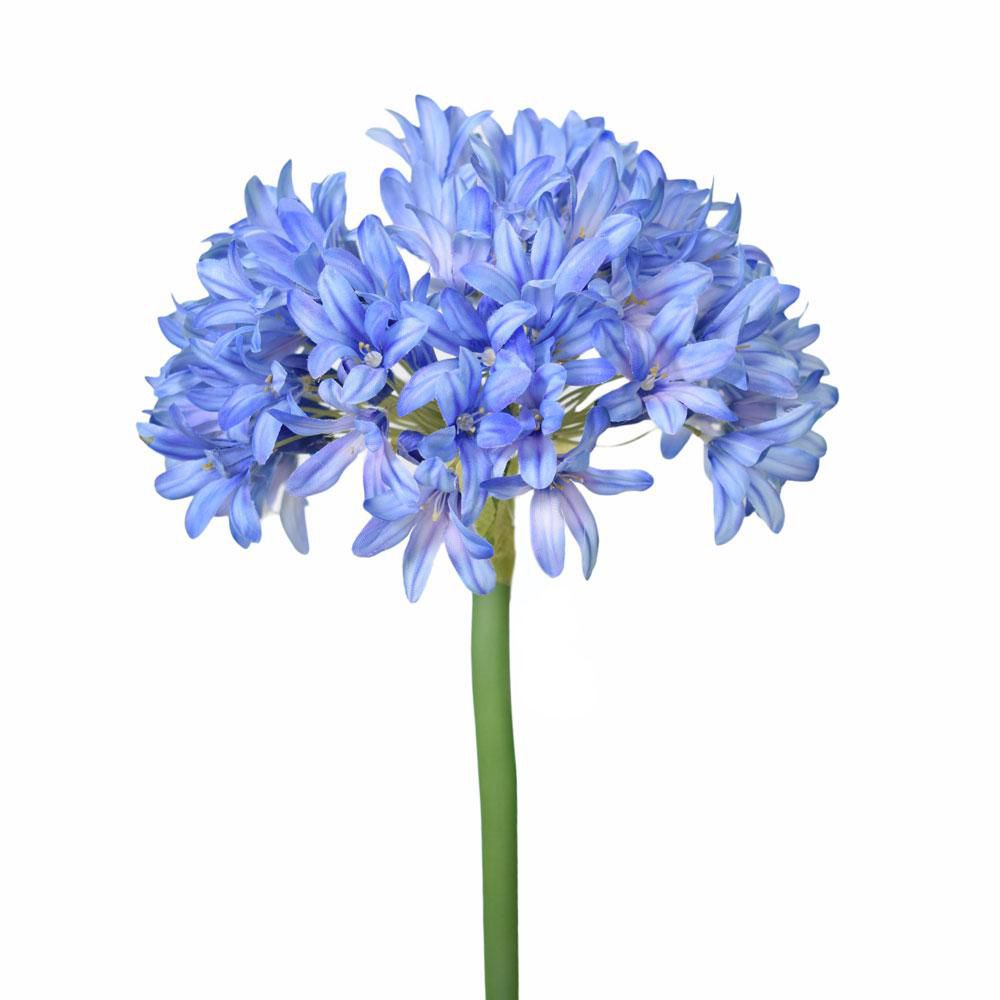 AGAPANTHUS GRANDE CM.90BLU AGAPANTHUS GRANDE CM.90BLU