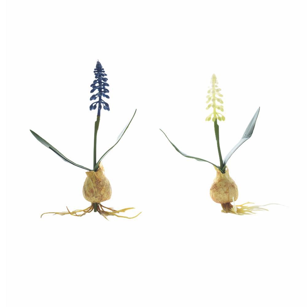 BULBO GRAPE GIACINTO CM.20 ASS. BULBO GRAPE GIACINTO CM.20 ASS.