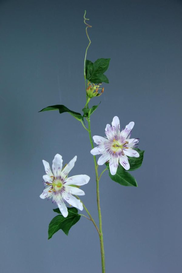 PASSIFLORA CM.65 CREMA