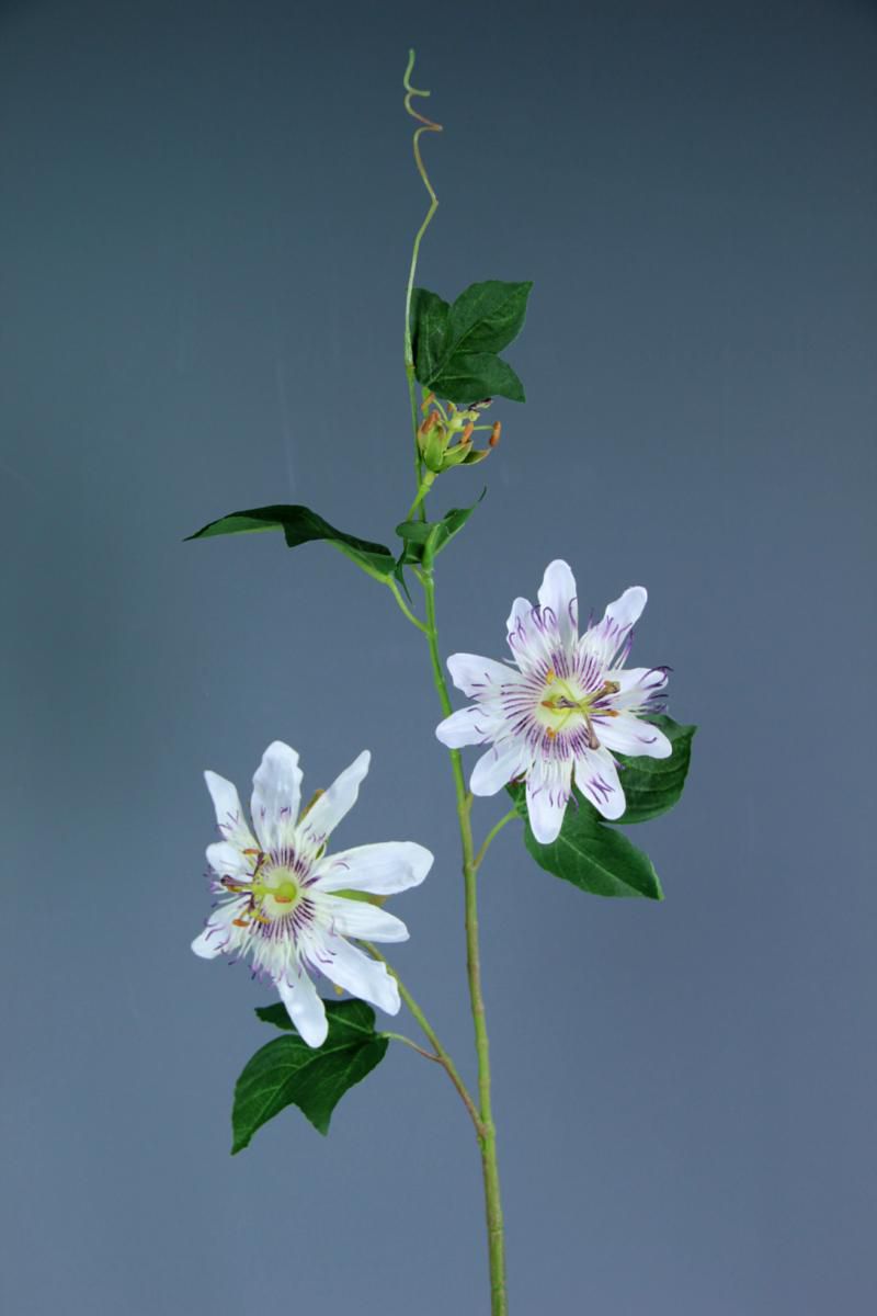 PASSIFLORA CM.65 CREMA