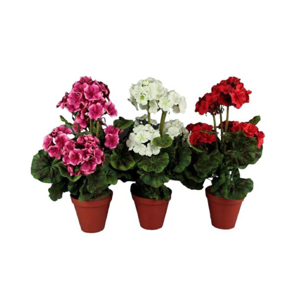 GERANIO PIANTINA C/VASOCM.40 COLORI ASS. GERANIO PIANTINA C/VASOCM.40 COLORI ASS.