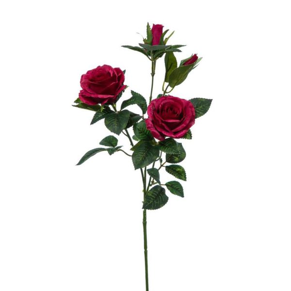 ROSA SOFIA CM.70 BEAUTY ROSA SOFIA CM.70 BEAUTY