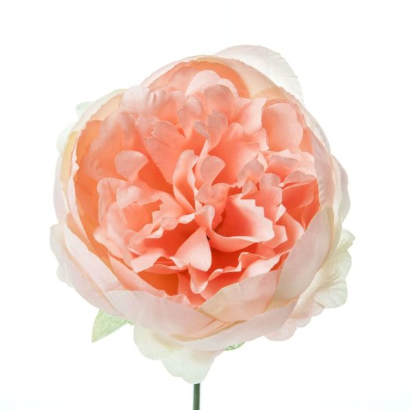 PEONIA PICK TESTA BOX 12 PZ. PESCA PEONIA PICK TESTA BOX 12 PZ. PESCA