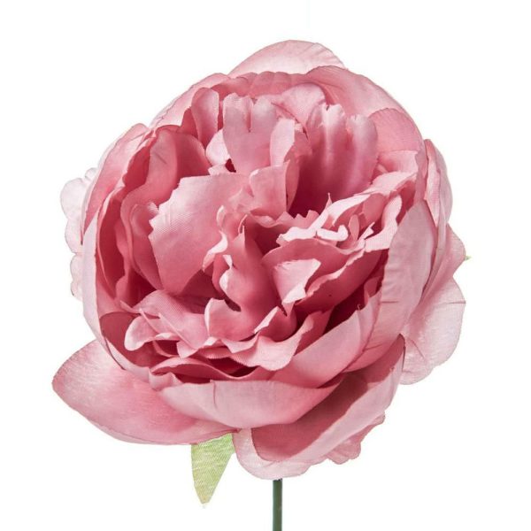 PEONIA PICK TESTA BOX 12 PZ. ROSA ANTICO PEONIA PICK TESTA BOX 12 PZ. ROSA ANTICO