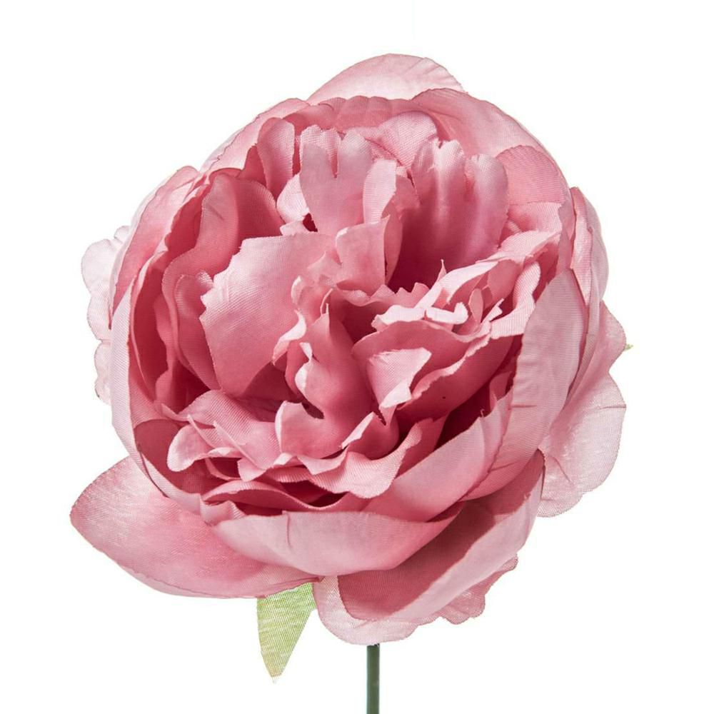 PEONIA PICK TESTA BOX 12 PZ. ROSA ANTICO