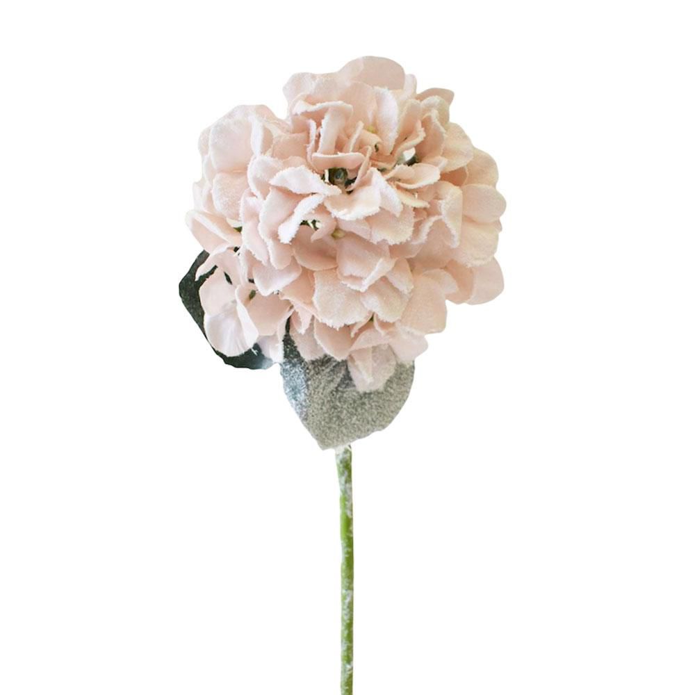 HYDRANGEA INNEVATA CM.63 CIPRIA HYDRANGEA INNEVATA CM.63 CIPRIA