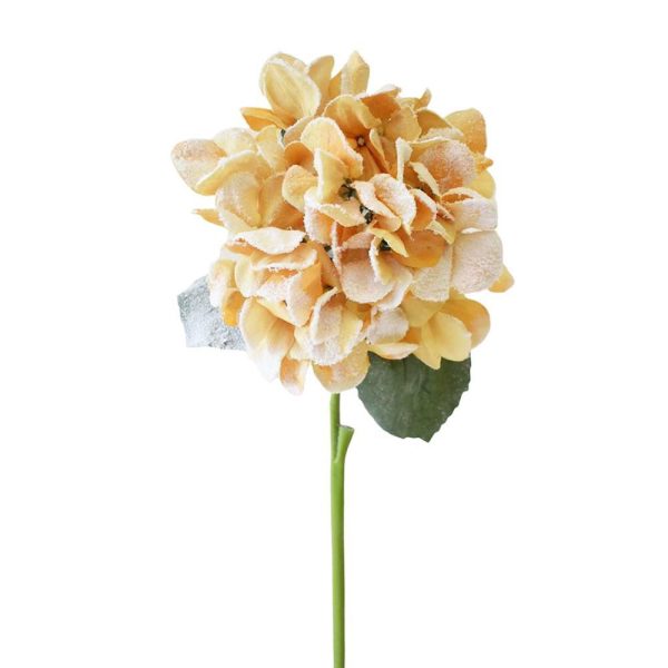 HYDRANGEA INNEVATA CM.63 MIELE HYDRANGEA INNEVATA CM.63 MIELE