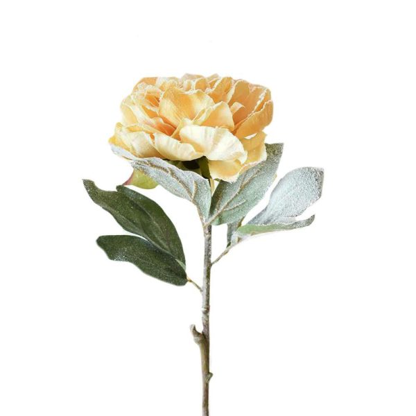 PEONIA INNEVATA CM.65 MIELE PEONIA INNEVATA CM.65 MIELE