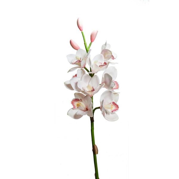 CYMBIDIUM 8F 3B CM.77 CREMA CYMBIDIUM 8F 3B CM.77 CREMA