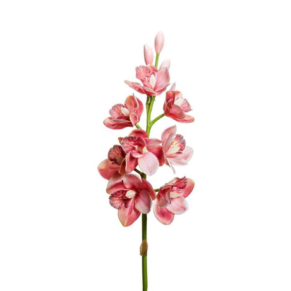 CYMBIDIUM 8F 3B CM.77 MALVA CYMBIDIUM 8F 3B CM.77 MALVA