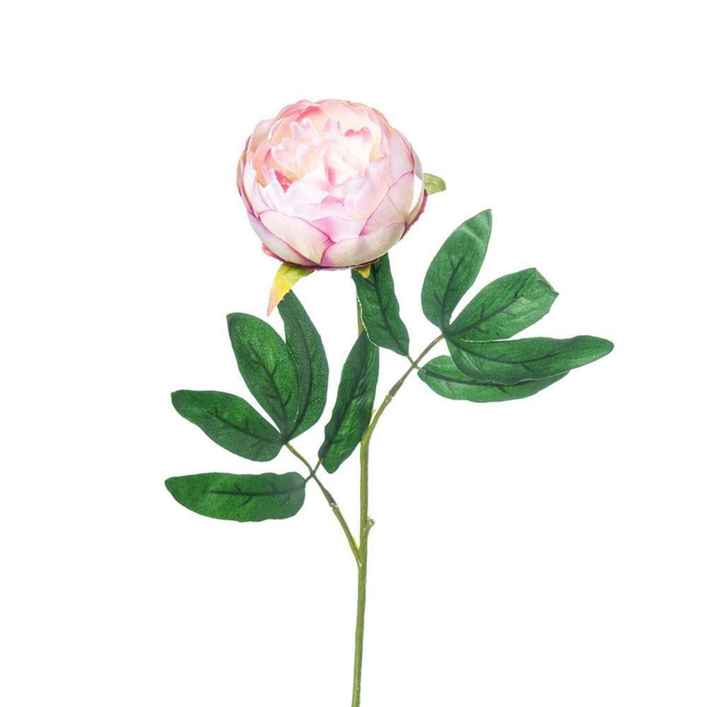 PEONIA SINGOLA CM.65 TEA PEONIA SINGOLA CM.65 TEA