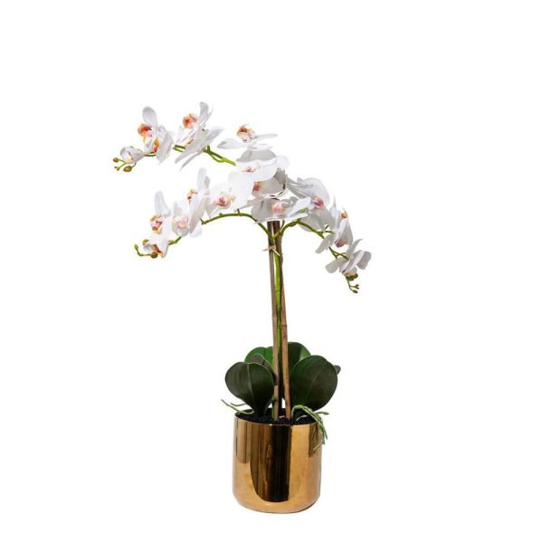 PHALAENOPSIS PIANTA C/VASO ORO CM.75 BIANCO PHALAENOPSIS PIANTA C/VASO ORO CM.75 BIANCO