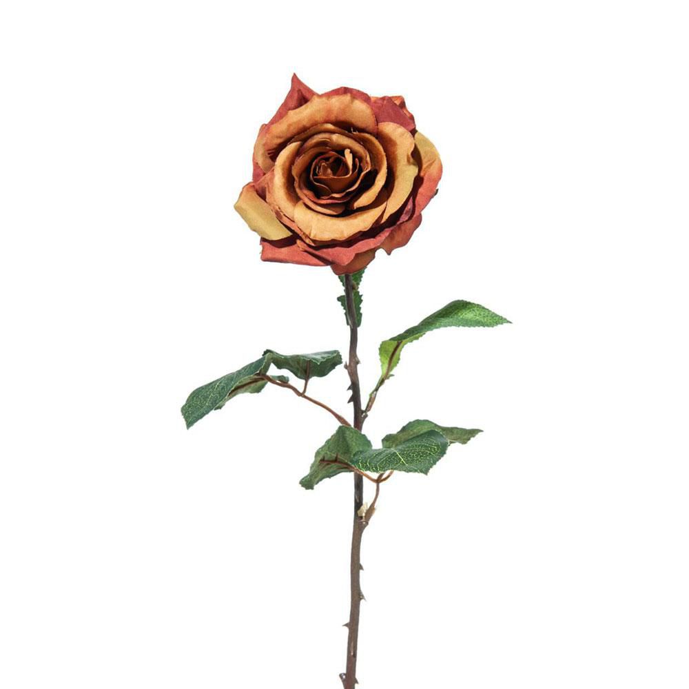 ROSA SINGOLA CM 52 MARRONE