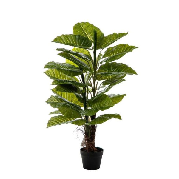 SYNGONIUM PIANTA C/VASO24F CM.120 VERDE SYNGONIUM PIANTA C/VASO24F CM.120 VERDE