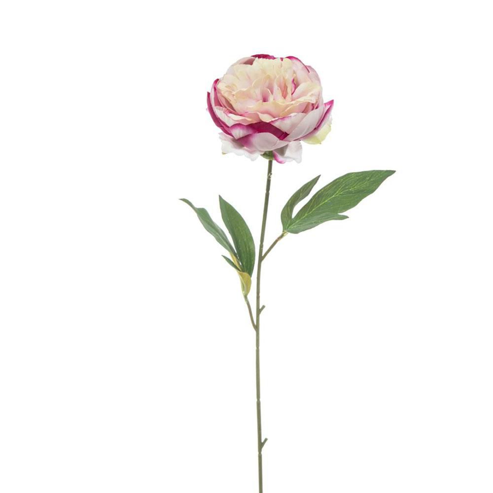 PEONIA SINGOLA CM.60 LAVANDA