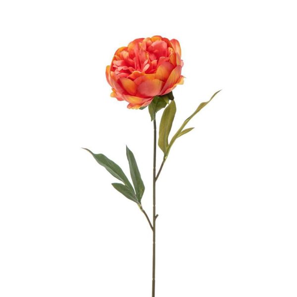 PEONIA SINGOLA CM.60 CORALLO