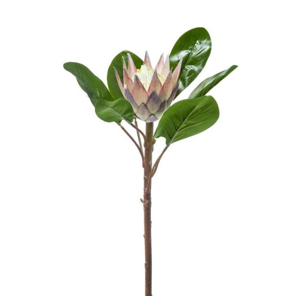 PROTEA CM.50 ROSA PROTEA CM.50 ROSA