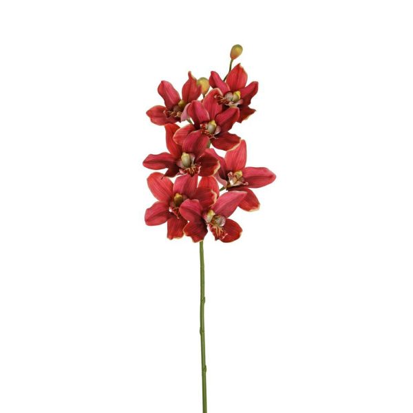 CYMBIDIUM LUSSO CM.92 BEAUTY CYMBIDIUM LUSSO CM.92 BEAUTY