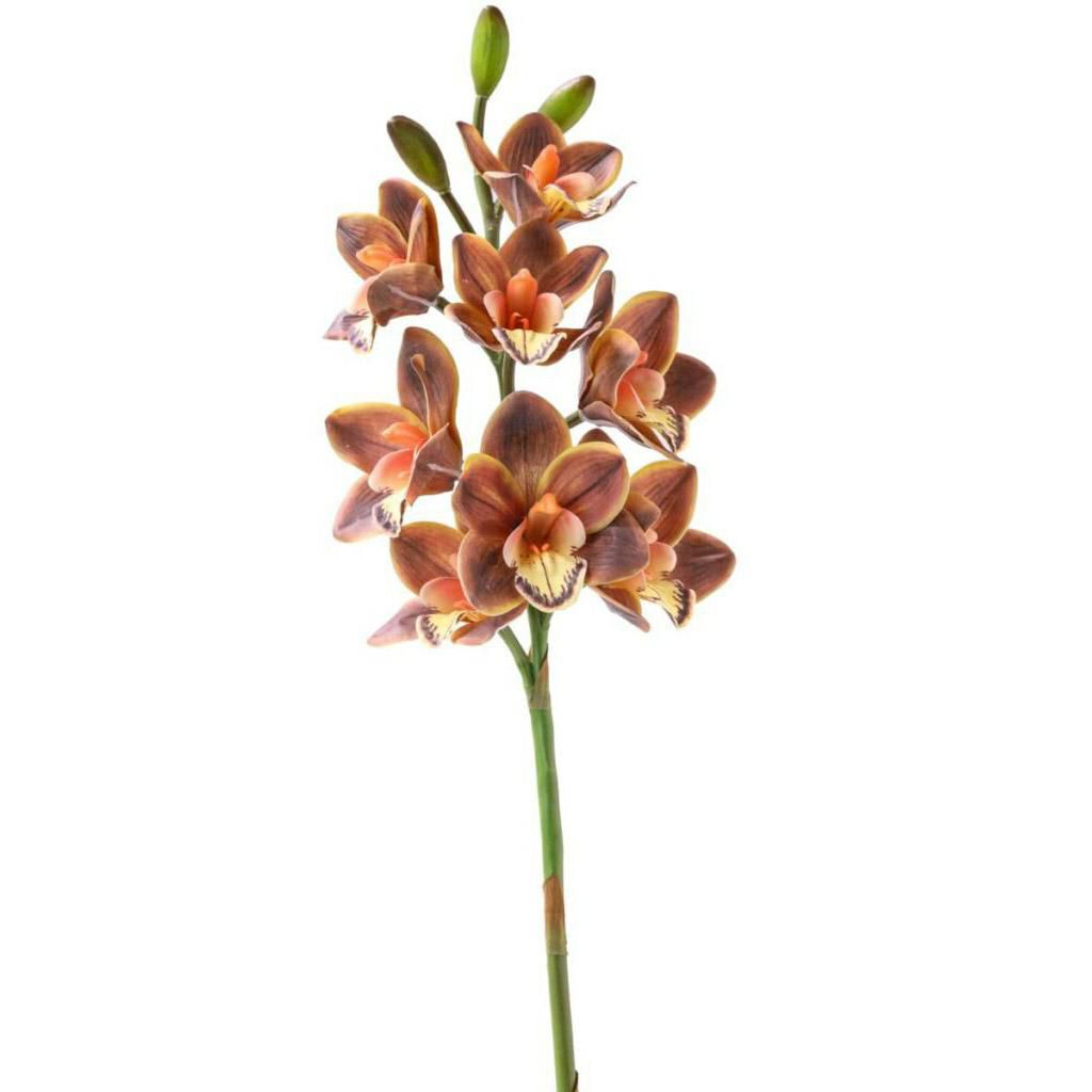 CYMBIDIUM 8F 3B CM.77 MARRONE CYMBIDIUM 8F 3B CM.77 MARRONE
