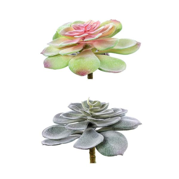 SET 2 PIANTINE GRASSE CM.15 VERDE/ROSA SET 2 PIANTINE GRASSE CM.15 VERDE/ROSA