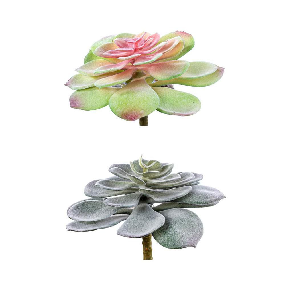 SET 2 PIANTINE GRASSE CM.15 VERDE/ROSA SET 2 PIANTINE GRASSE CM.15 VERDE/ROSA