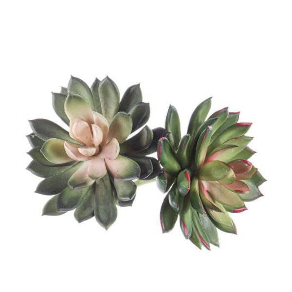 ECHEVERIA PIANTA CM.11 VERDE ECHEVERIA PIANTA CM.11 VERDE