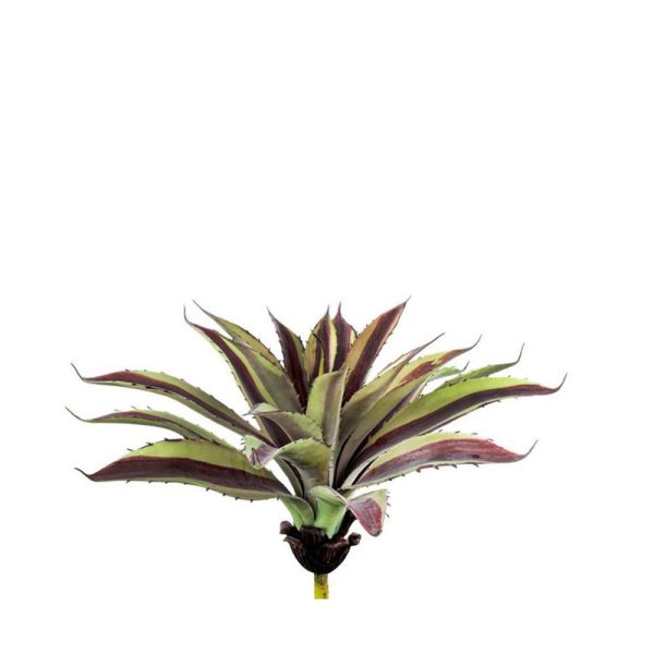 AGAVE SHAFERI PIANTA CM.23 VERDE/ROSSO AGAVE SHAFERI PIANTA CM.23 VERDE/ROSSO