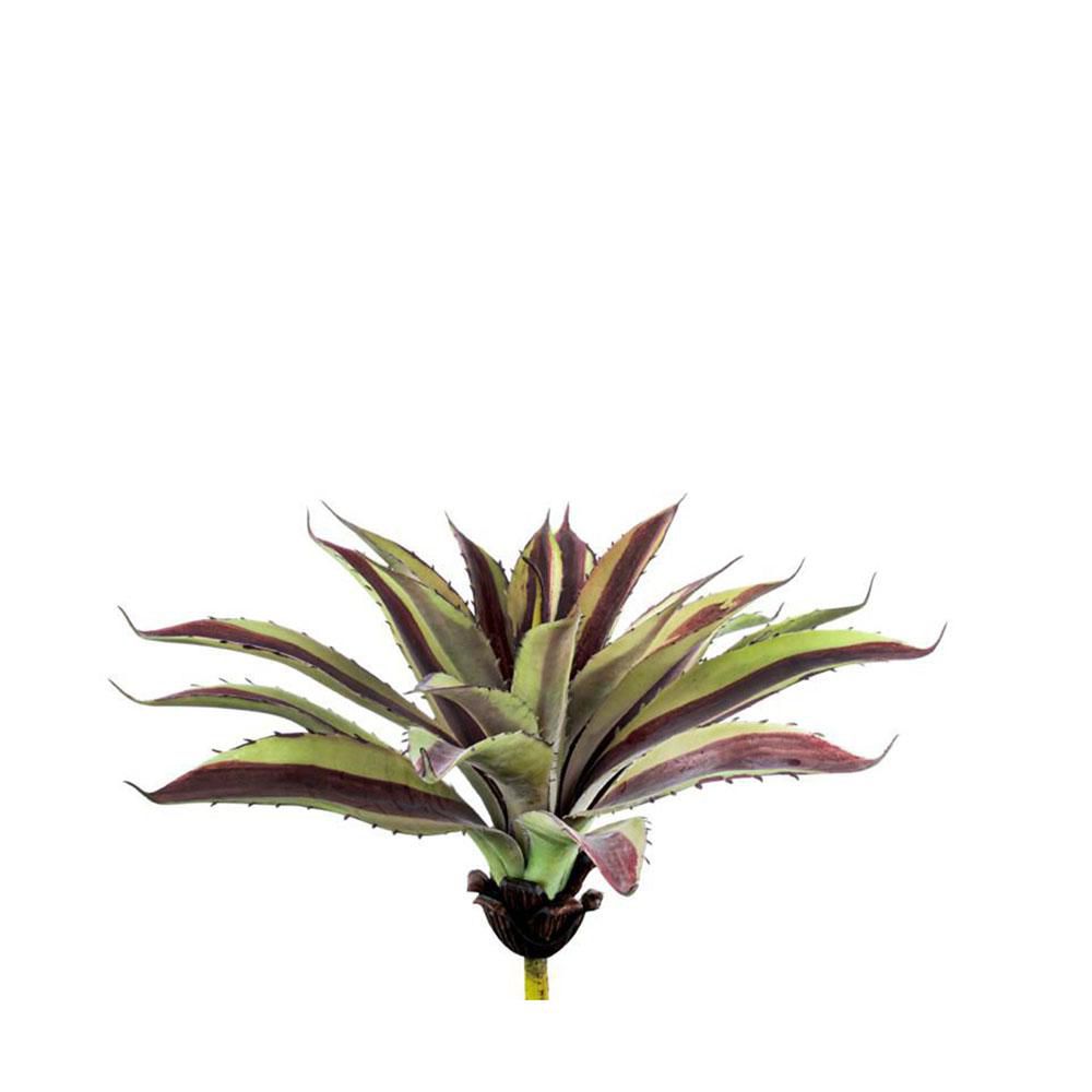 AGAVE SHAFERI PIANTA CM.23 VERDE/ROSSO AGAVE SHAFERI PIANTA CM.23 VERDE/ROSSO