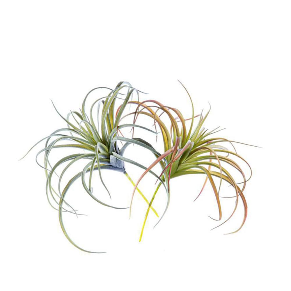 SET 2 TILLANZIA PIANTA CM.24 VERDE/ROSSO