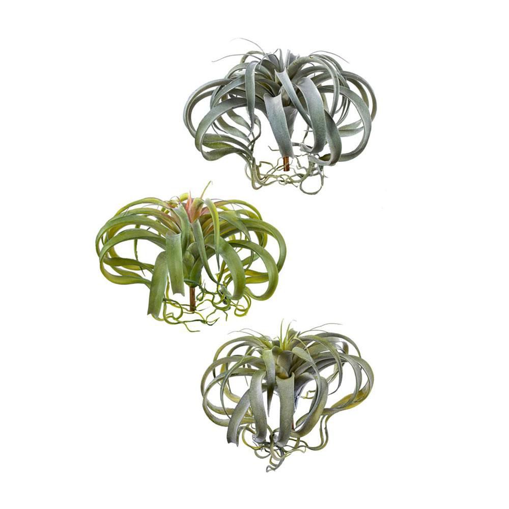 TILLANZIA PIANTA CM.30 VERDE/ROSSO ASSORTITE TILLANZIA PIANTA CM.30 VERDE/ROSSO ASSORTITE