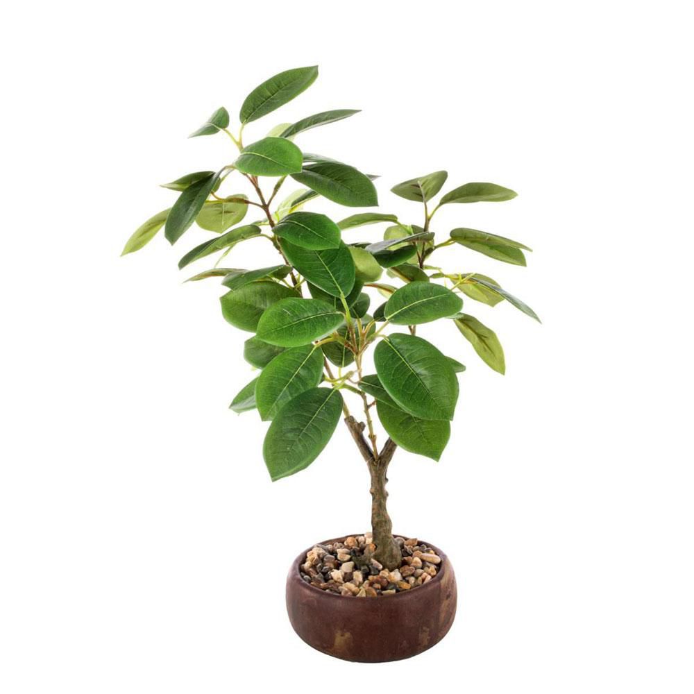 FICUS PIANTA C/VASO CM.36 VERDE FICUS PIANTA C/VASO CM.36 VERDE