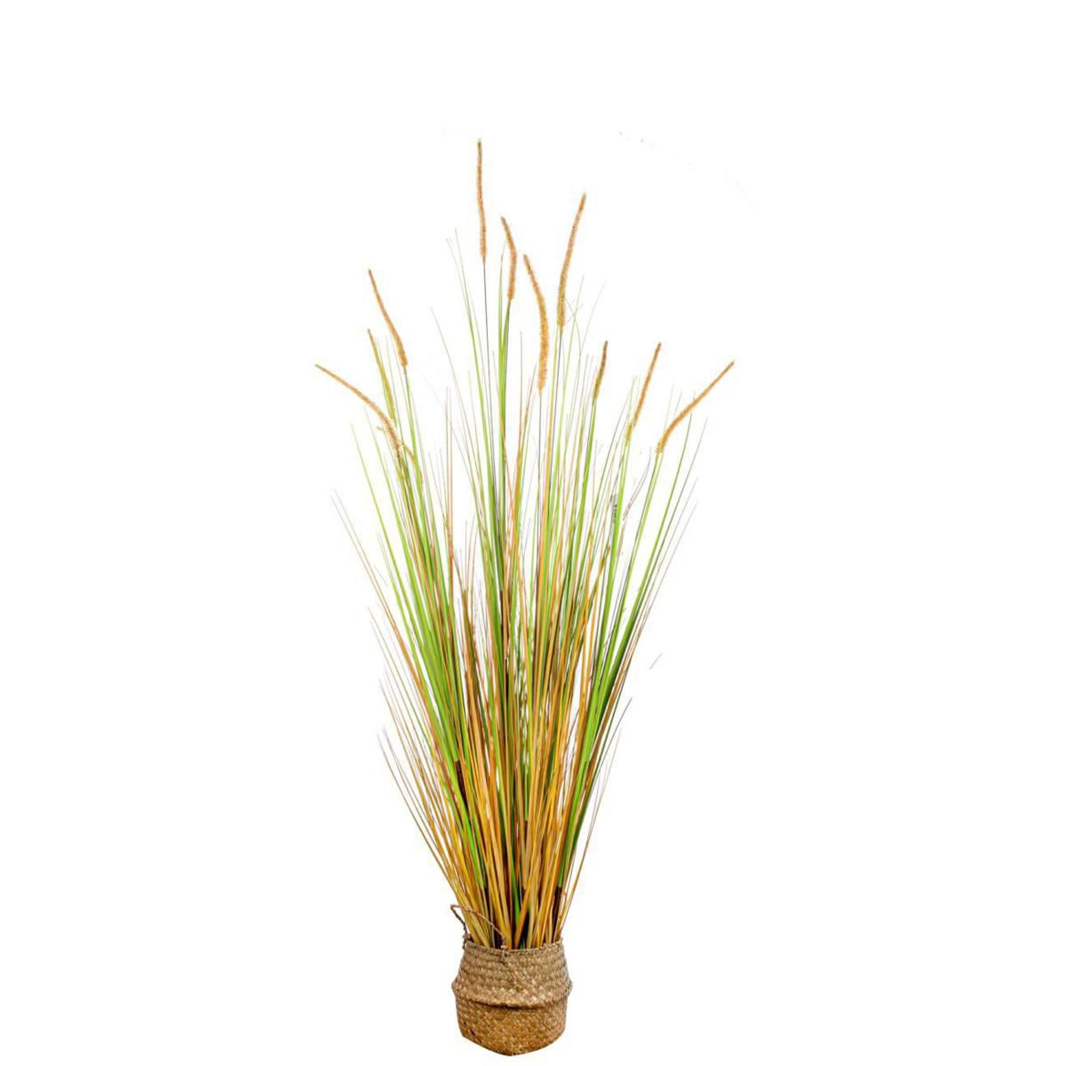 CANNA DI PALUDE PIANTA C/VASO CM.150 NATURALE CANNA DI PALUDE PIANTA C/VASO CM.150 NATURALE